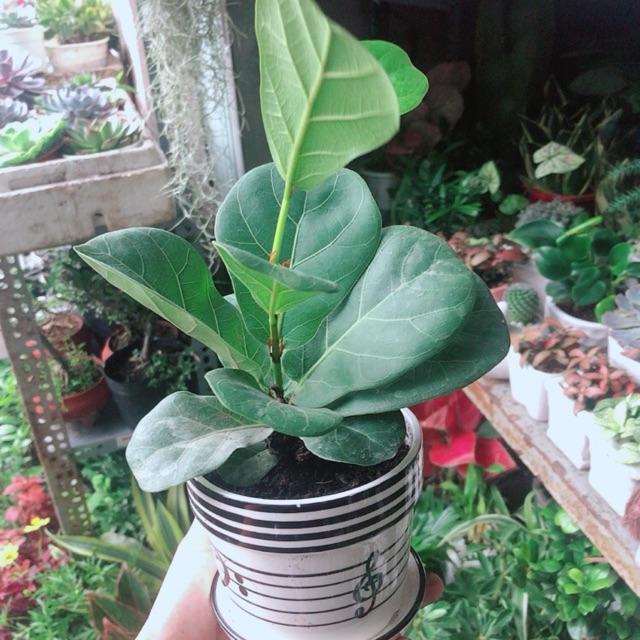 Chậu Cây Bàng Singapore