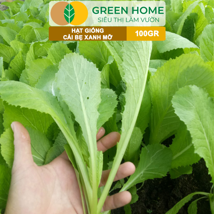 Hạt Giống Cải Bẹ Xanh Mỡ GreenHome, GÓI 100GR, Dễ Trồng, Nảy Mầm Cao, Thu Hoạch,Năng Suất R33