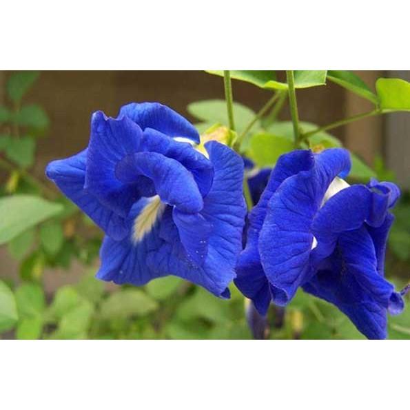 Hạt Giống Hoa Đậu Biếc 20 Hạt Hoa Nhiều, Dễ Trồng