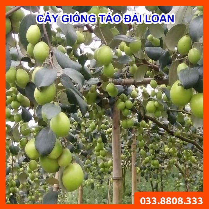 CÂY GIỐNG TÁO ĐÀI LOAN - CÂY GIỐNG CHẤT LƯỢNG CAO