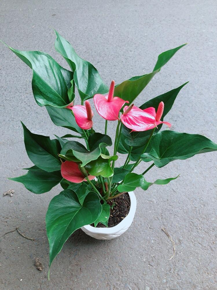 Chậu Cây Hồng Môn Size Lớn