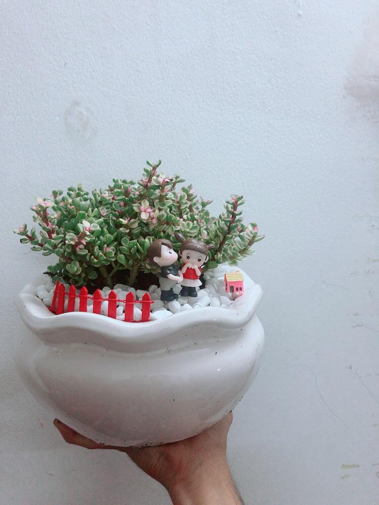 Chậu Cây Cành Vàng Lá Ngọc