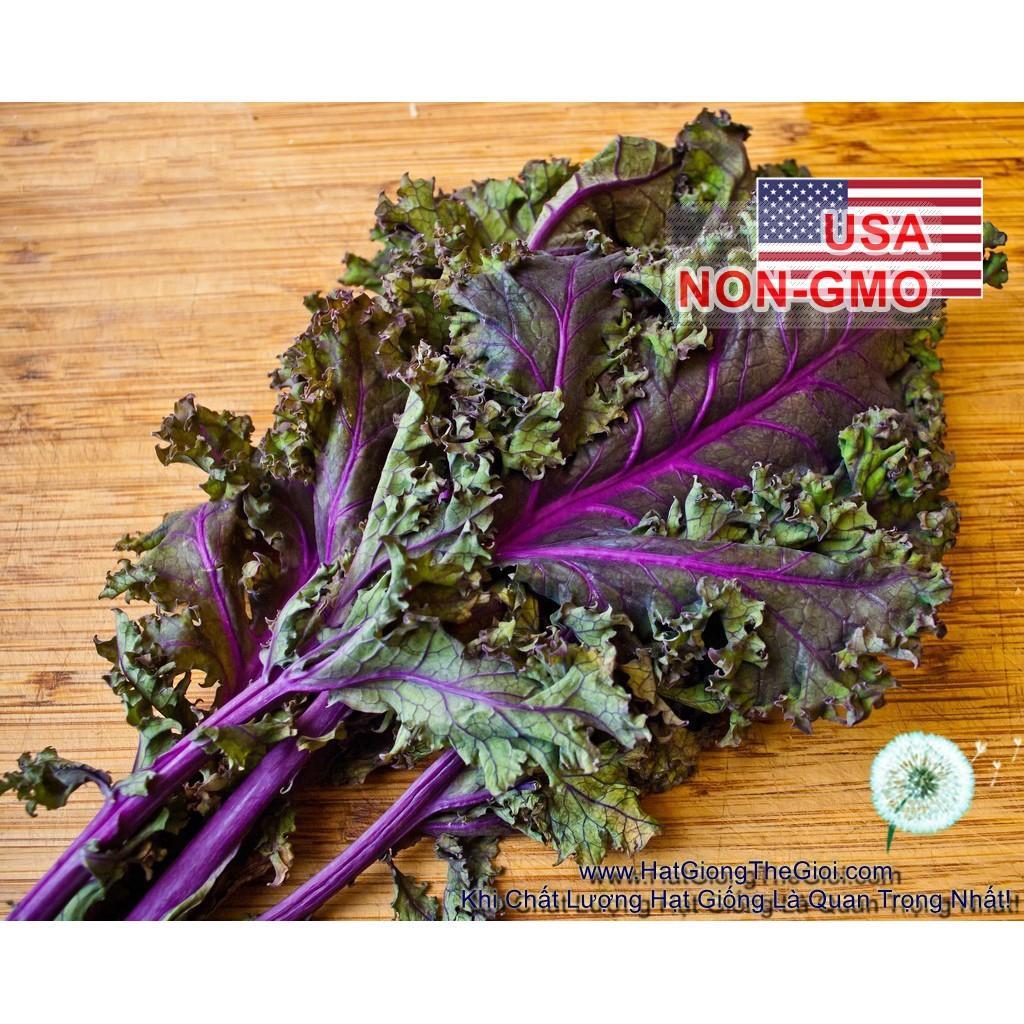 300h Hạt Giống Cải Xoăn Kale Đỏ Red Russian
