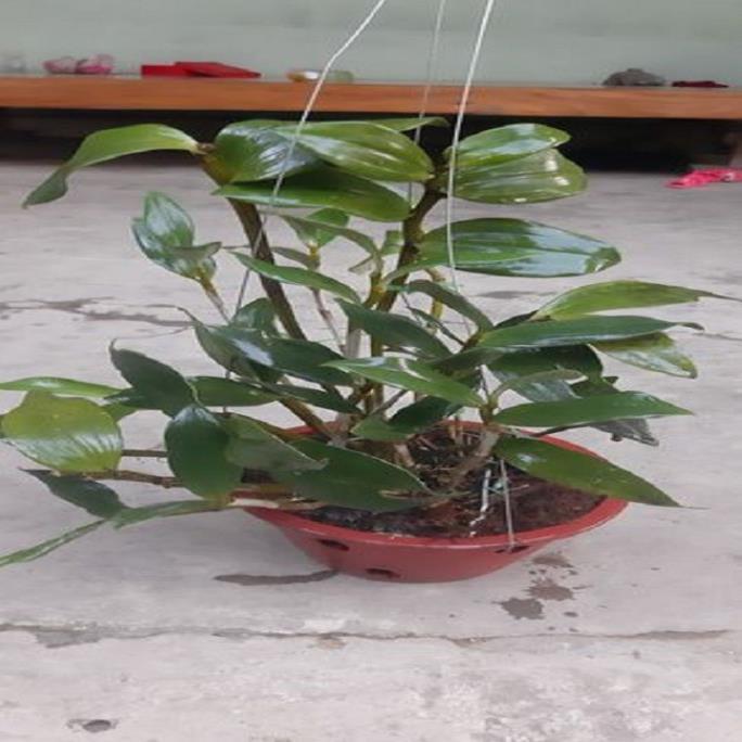 Hoa lan thủy tiên mỡ gà+ 700g phân thỏ hữu cơ