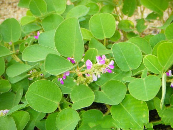 Hạt Giống Kim-Tiền-Thảo - Cây Dược Liệu 4 Mùa Năng Suất - Gói 50 Hạt