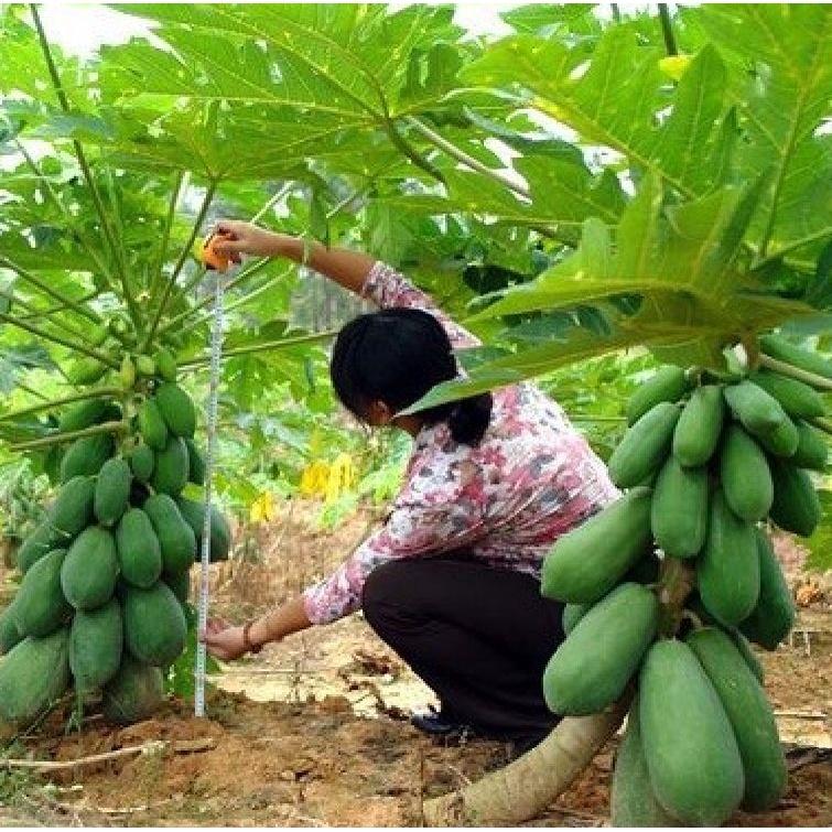 Hạt giống đu đủ ruột gấc ngân lượng F1 CT120 - Gói 10 hạt