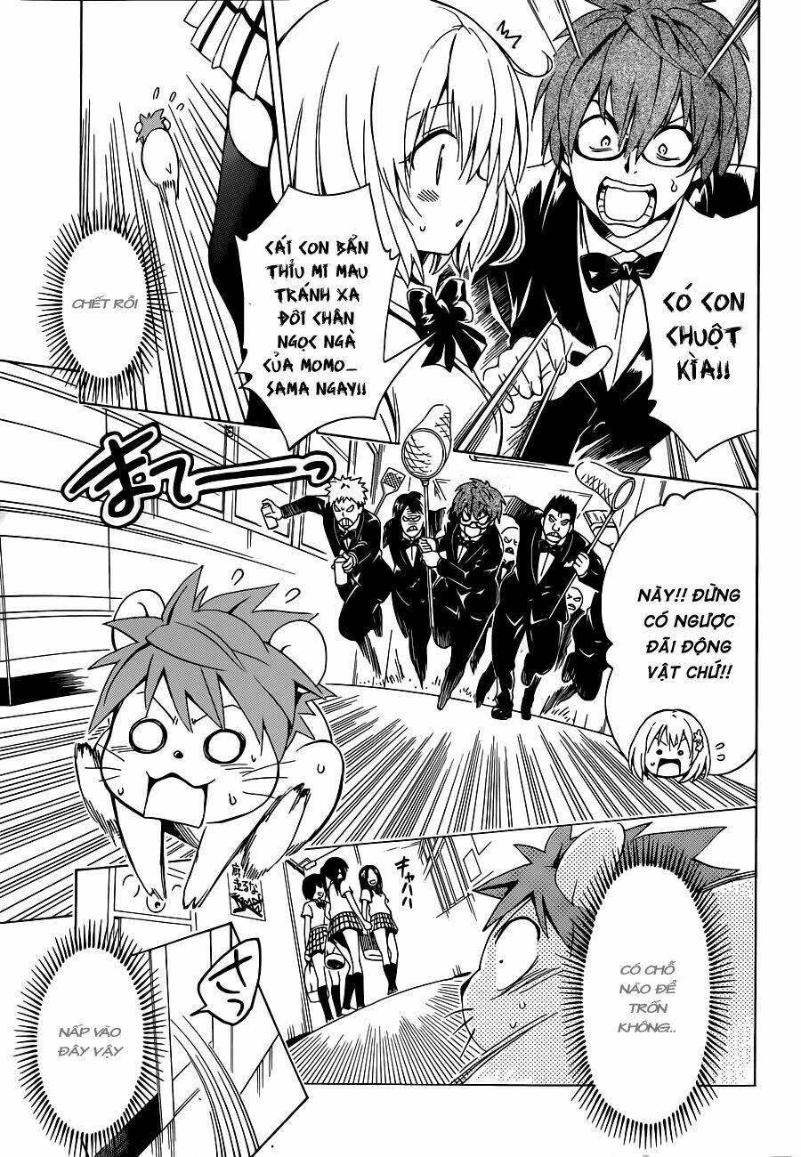 bọn tớ thích cậu! rito 2 - venus chapter 37 12