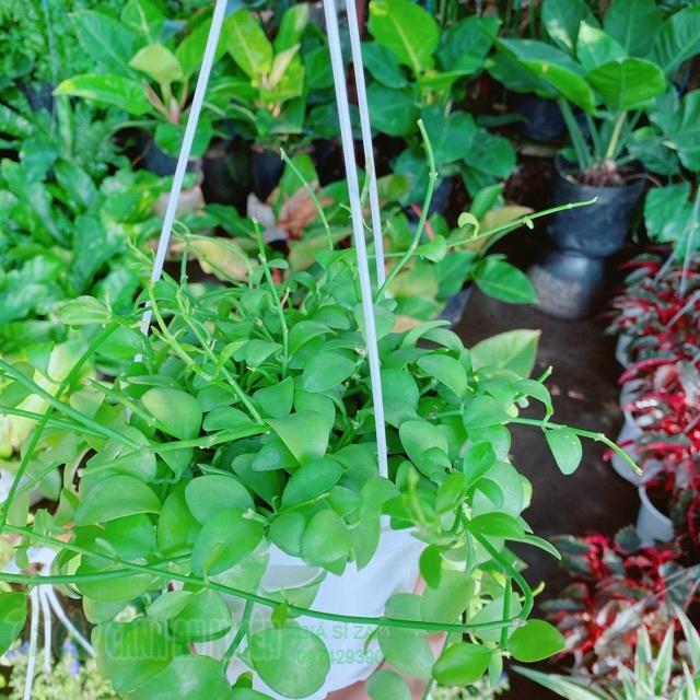 Chậu cây đô la