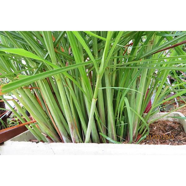 BỤI SẢ GIỐNG NGUYÊN RỄ