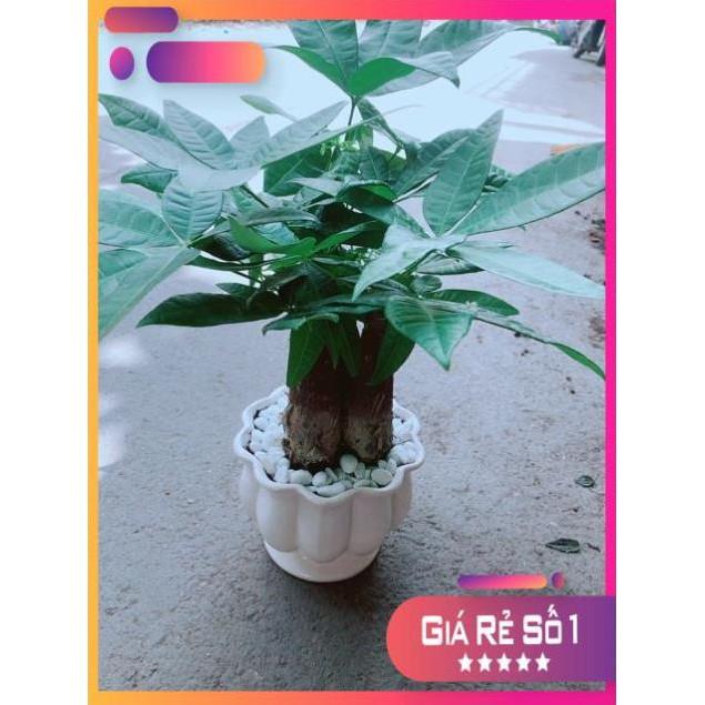 Chậu Kim Ngân 3 Thân Size Lớn