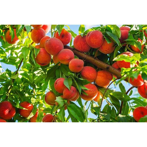 CÂY GIỐNG ĐÀO TIÊN NHẬT BẢN