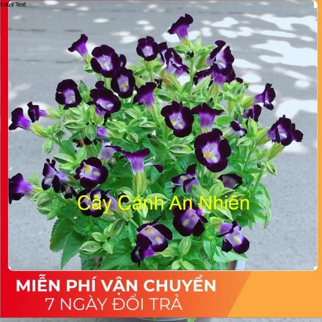 Chậu hoa ban sê