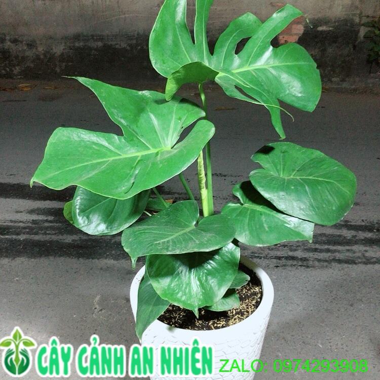 Chậu Cây Trầu Bà Lá Rách