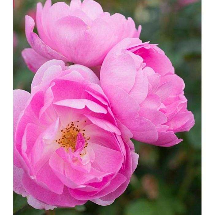 Hoa Hồng ngoại skylark thân gỗ dáng tree- bầu to cây lớn trưởng thành