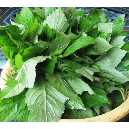 292A GÓI 100h Hạt Giống Cải Trời NẢY MẦM TỐT >85%