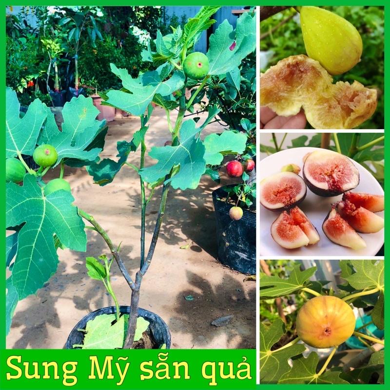 Cây sung mỹ sẵn quả cao 50-70cm cây đẹp sức sống tốt