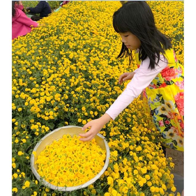 Hạt giống cây trà hoa cúc phú nông-1 gói 3 gram
