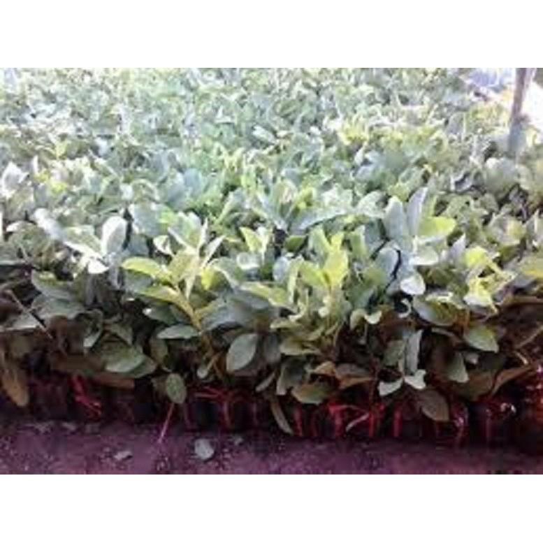 CÂY GIỐNG ỔI KHÔNG HẠT SIÊU NGON SIÊU QUẢ