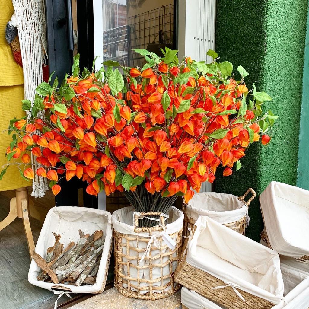 Cành hồng hoa đăng trang trí-ảnh thật
