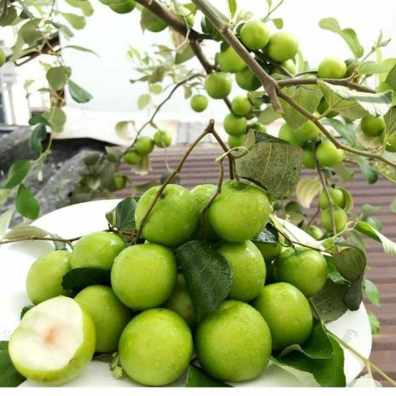 CÂY GIỐNG TÁO THÁI LAN .