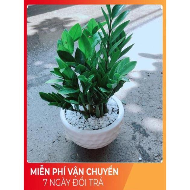 Chậu Kim Tiền