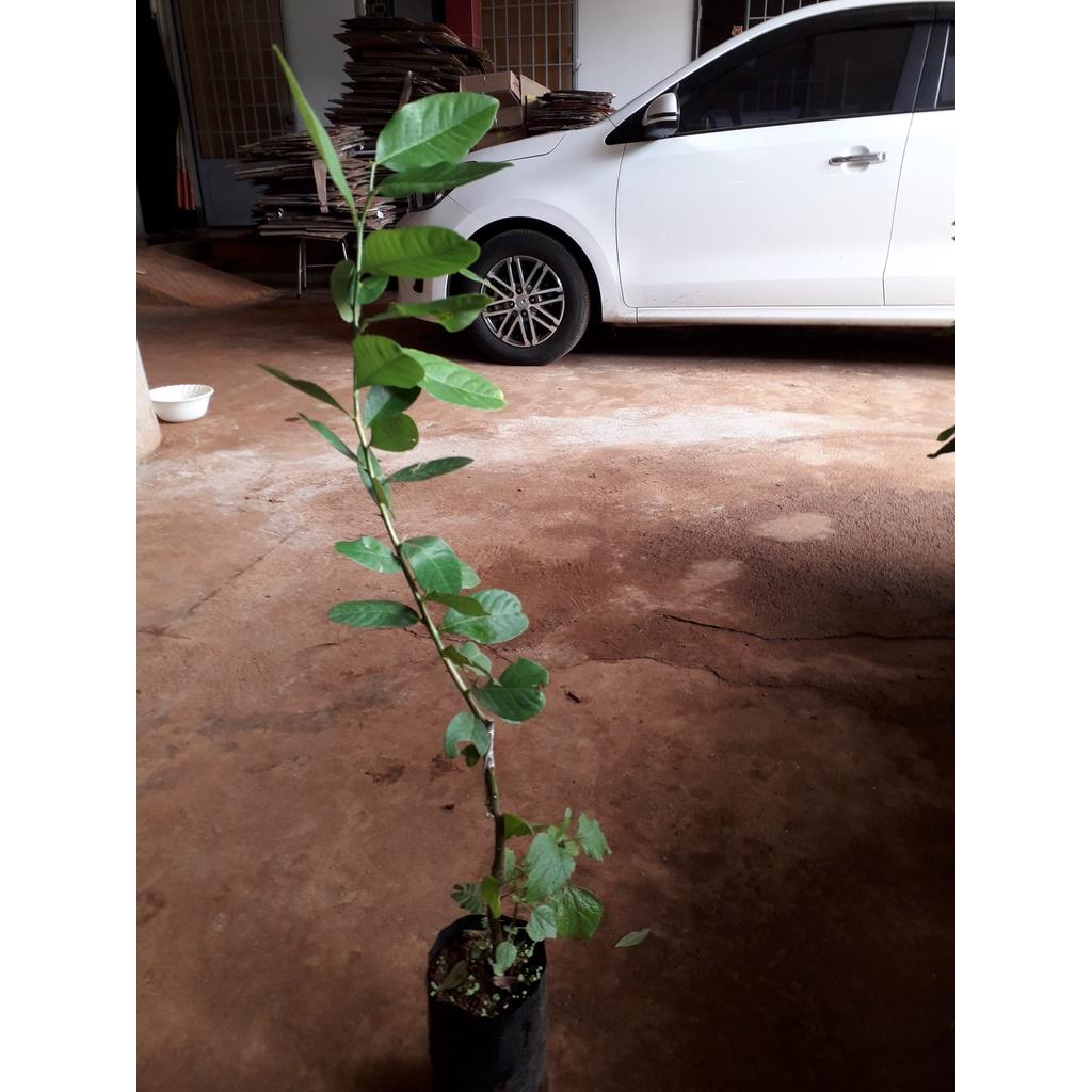 CÂY GIỐNG CHANH VÀNG MỸ như hình