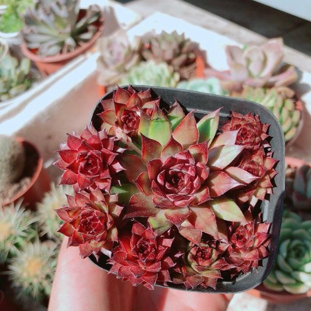 Chậu phật bà đỏ