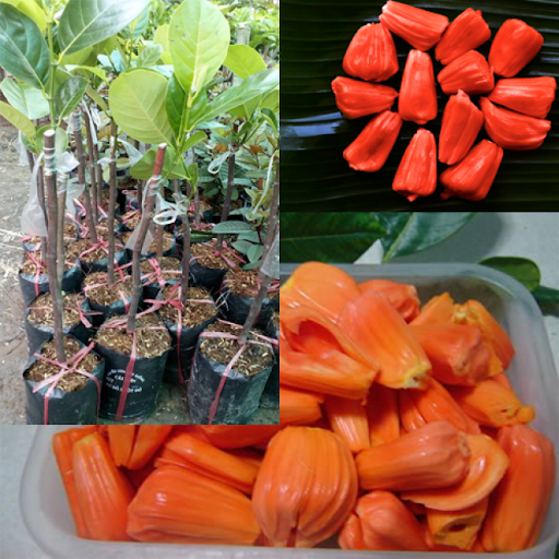 CÂY MÍT ĐỎ chuẩn giống, cây ghép cho quả sớm, giá trị kinh tế cực cao