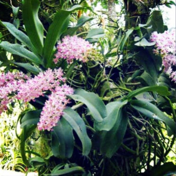 Hoa đẹp ngày tết, Đai châu rừng.
