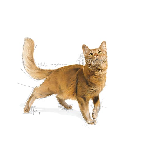 Royal Canin FIT32- HẠT MÈO FIT 32 cho mèo vận động nhiều [Dry cat food
