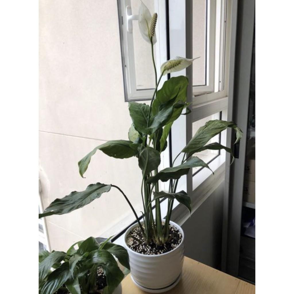 Cây lan ý - Cây cảnh mini + Tặng phân bón cho cây mau lớn