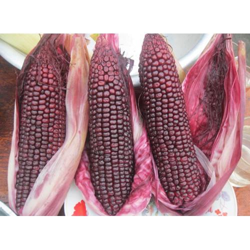 Hạt giống bắp nếp tím lai F1 Thái