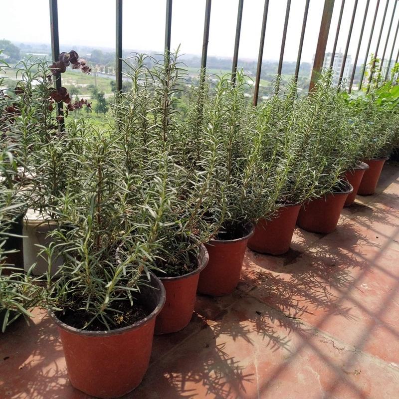 Chậu cây hương thảo (rosemary) cao 25-30cm tán rộng nhiều cành lá mùi thơm (ảnh thật 3 hình cuối)