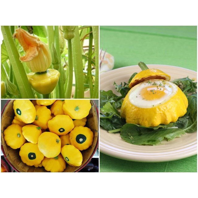 Hạt giống Bí đĩa bay vàng 168