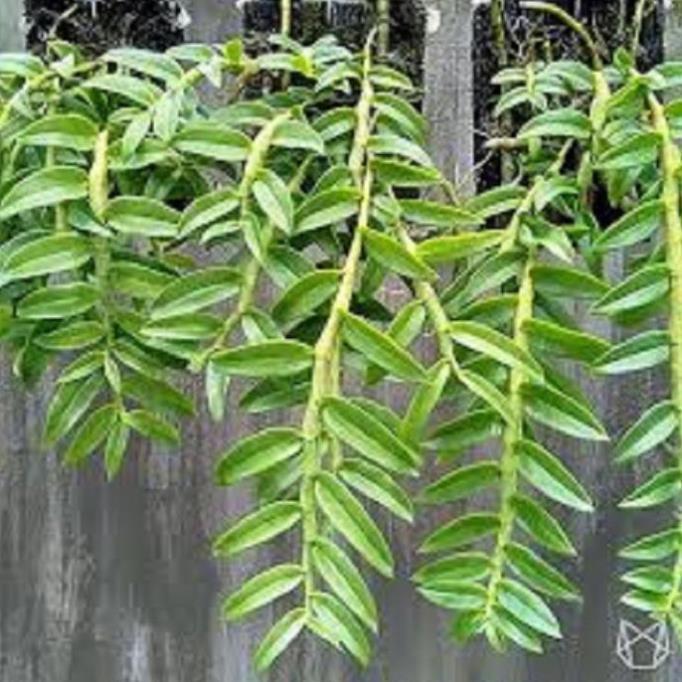 Hoa phong lan-long tu lào ki mập khỏe ấm chậu