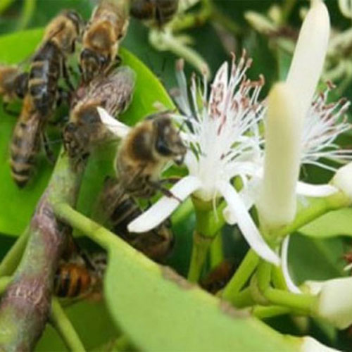 Mật ong rừng thượng hạng miền biển - 100% mật ong chín Cha Rồng Honimore 110g