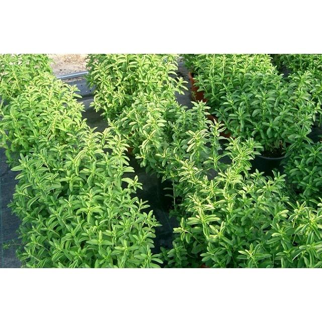 Hạt giống cỏ ngọt stevia KNS3466 - Gói 20 hạt
