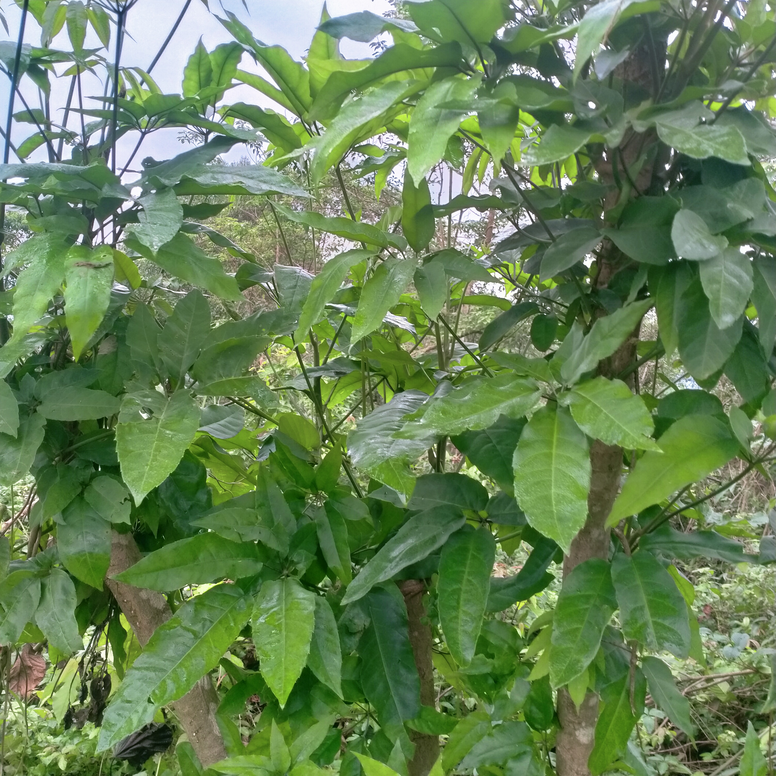 1kg lá lằng lá đắng khô 110 k