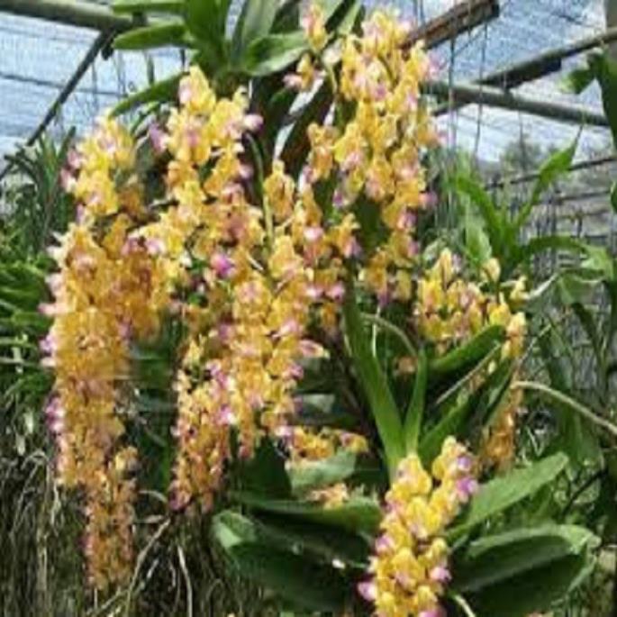 Hoa lan giáng hương hoàng nhạn tháng 8