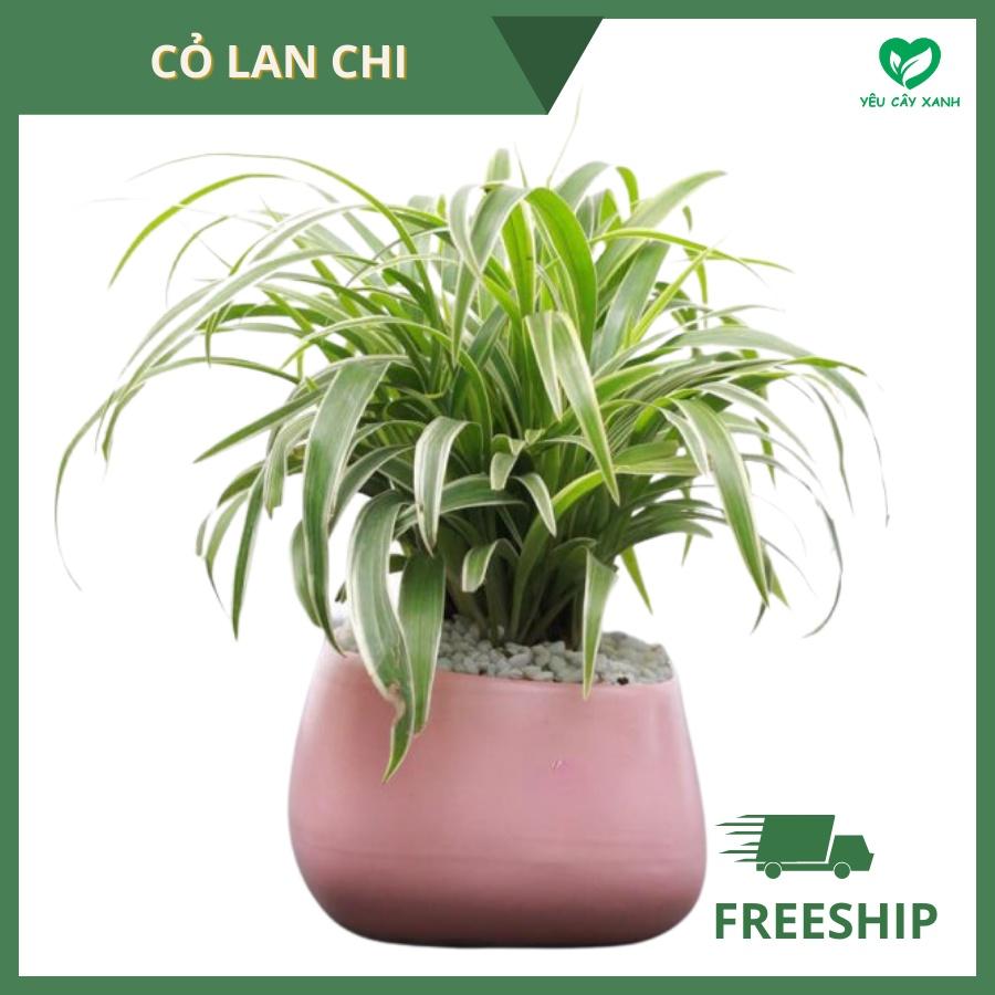 Cây Cỏ Lan Chi để bàn - Cây Dây Nhện