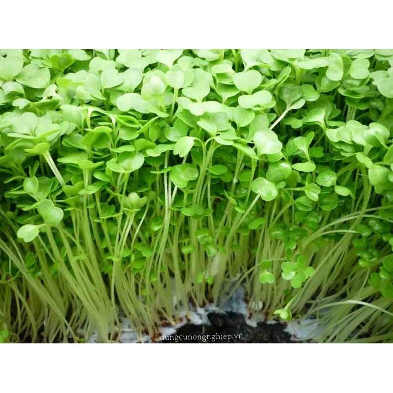 Hạt giống rau mầm củ cải trắng gói 50g