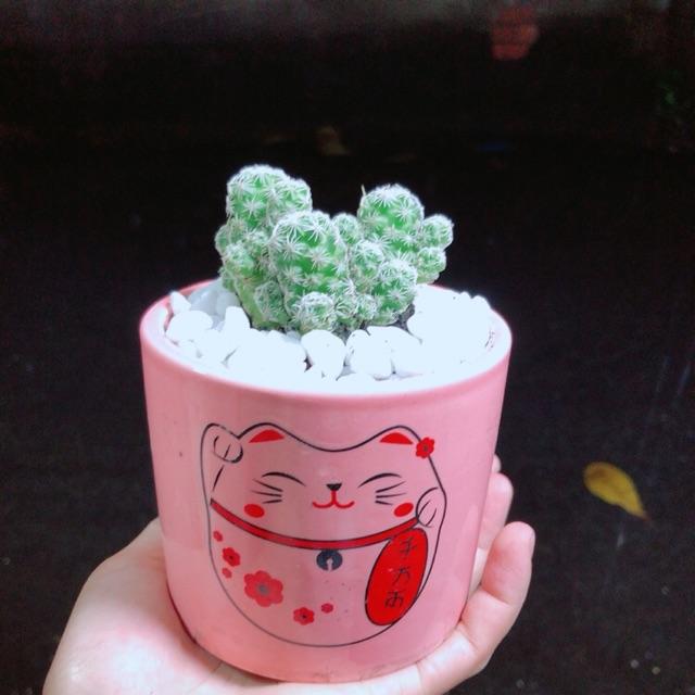 Chậu Xương Rồng Trứng Chim