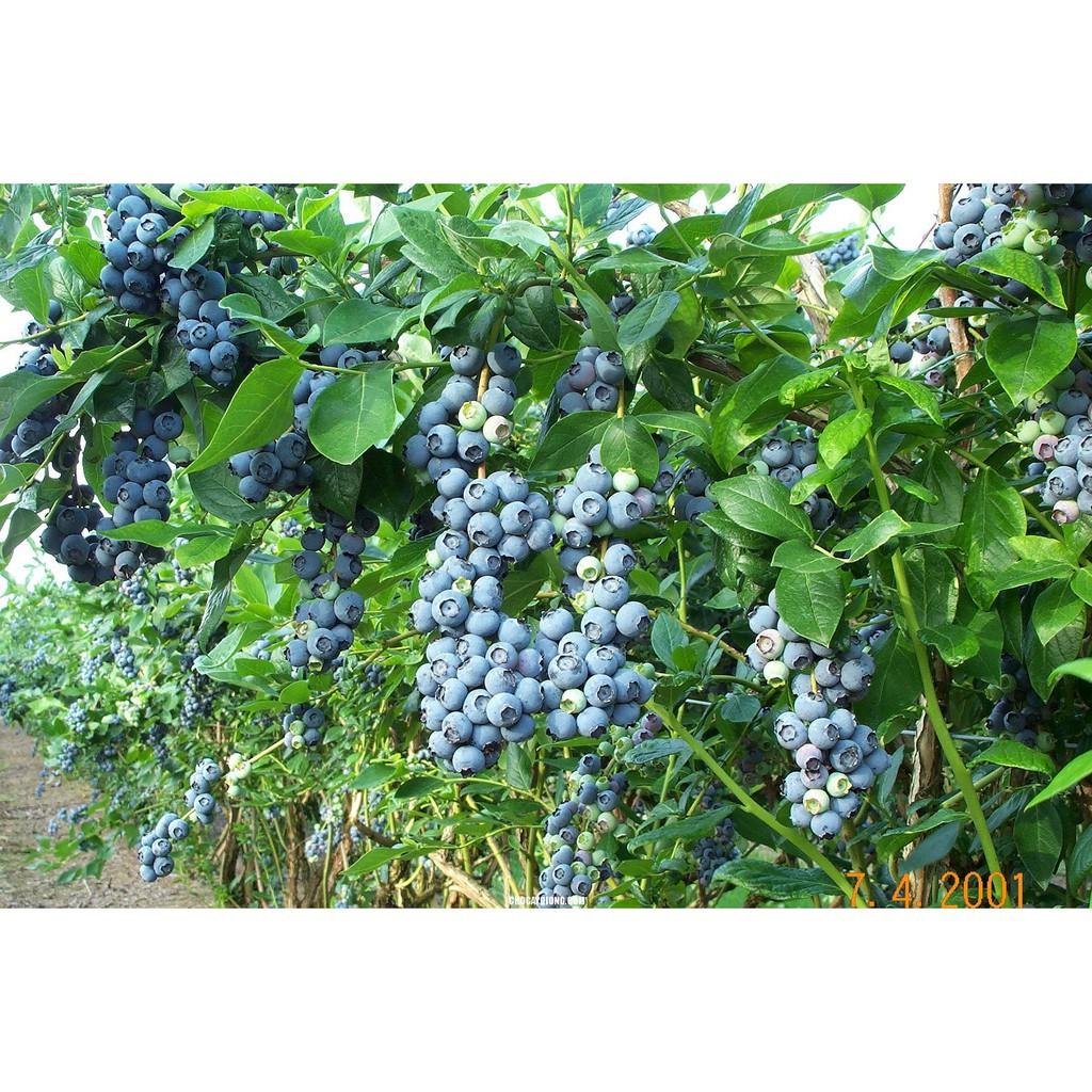 CÂY GIỐNG VIỆT QUẤT NHẬP KHẨU