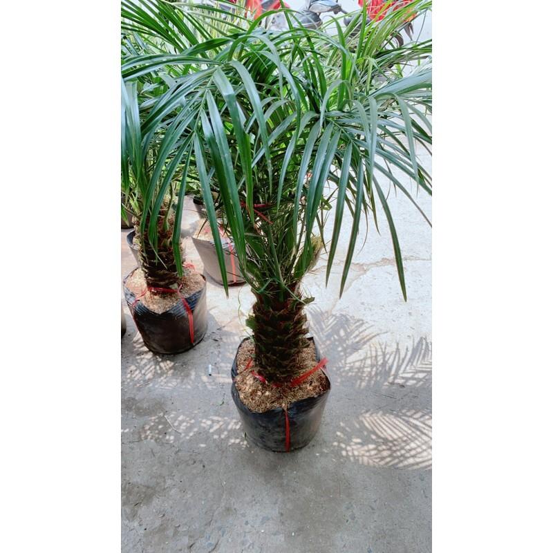 Cau Nga Mi Có Hoa Lớn