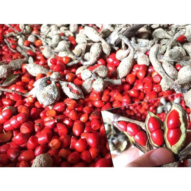 CÂY DỔI XANH-CÂY GIỐNG