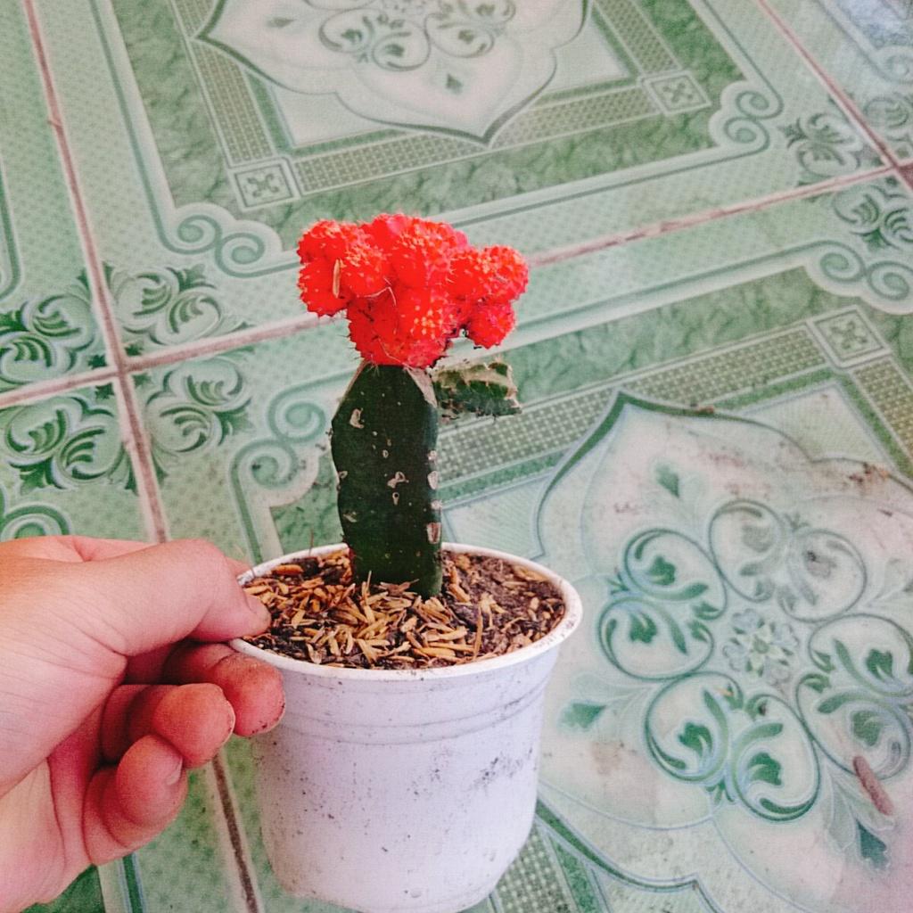 Xương Rồng Hồng Ngọc - cây cảnh mini để bàn