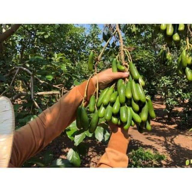 CÂY GIỐNG BƠ TÍ HON KHÔNG HẠT
