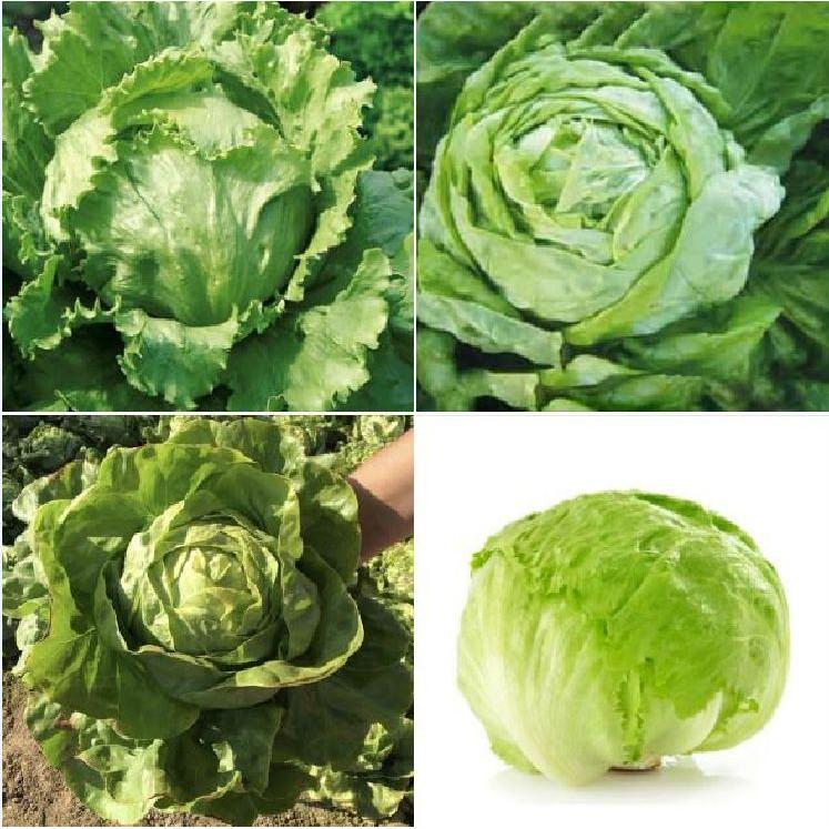 COMBO 8 gói hạt giống rau xà lách TẶNG 2 phân bón