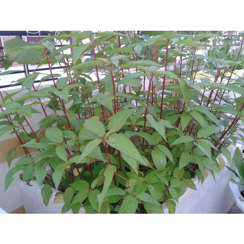 Gói 20g Hạt giống rau đay dễ trồng, nảy mầm đều, ít công chăm sóc - Anh nông dân chính hiệu