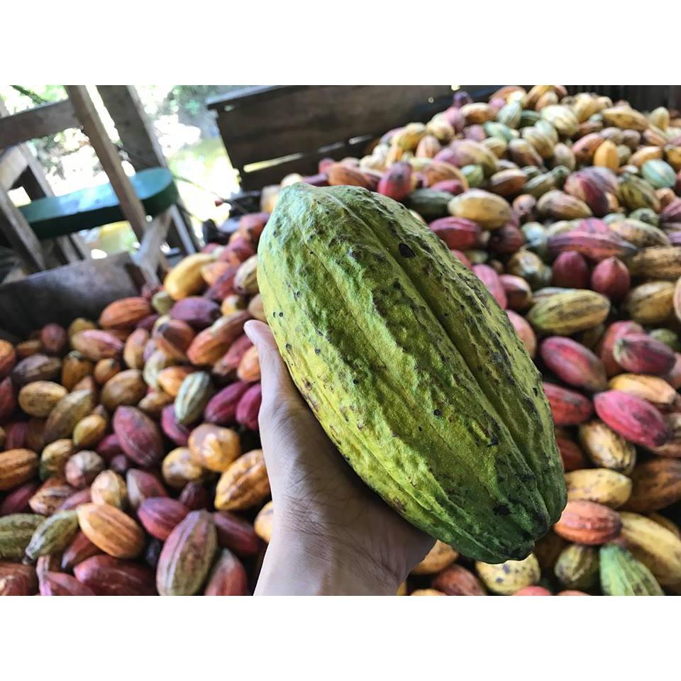 Bột cacao nguyên chất giá sỉ CACAOMI Premium - Hỗ trợ giảm cân - Chuyên làm bánh, pha thức uống socola, trà sữa - 500g